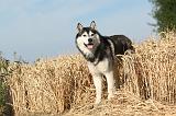 SIBERIAN HUSKY 009